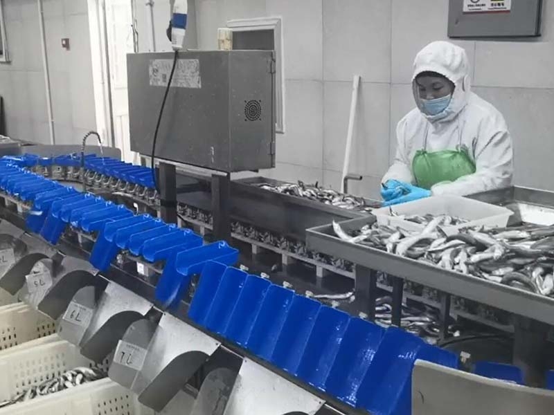 料盒分選機（白條雞鴨、雞瓜、雞脖、翅中、海參、海蠣子、牡蠣、小龍蝦）